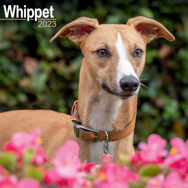 Whippet 2023 Wall Calendar-9781839417689