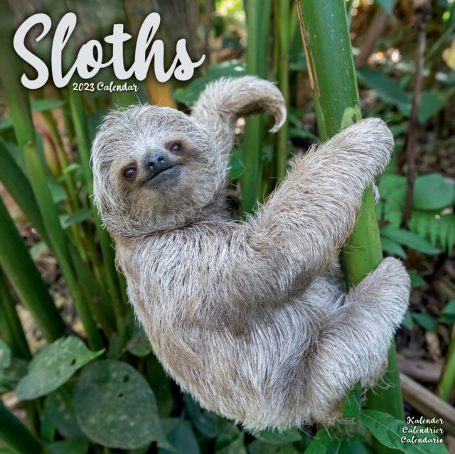Sloths 2023 Wall Calendar-9781839418198