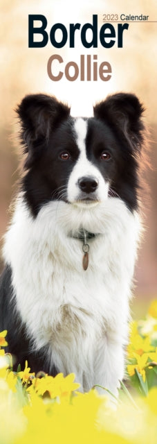 Border Collie 2023 Slim Calendar-9781839418747
