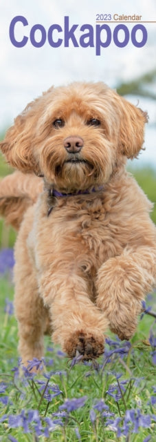 Cockapoo 2023 Slim Calendar-9781839418785