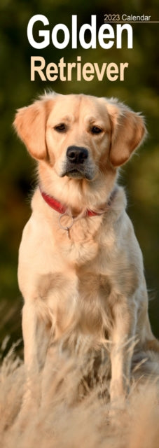 Golden Retriever 2023 Slim Calendar-9781839418846