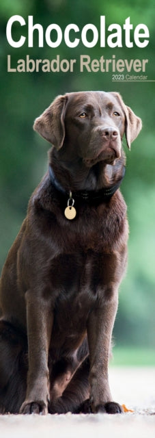Chocolate Labrador Retriever 2023 Slim Calendar-9781839418884
