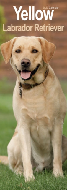 Yellow Labrador Retriever 2023 Slim Calendar-9781839418891