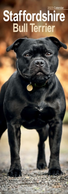 Staffordshire Bull Terrier 2023 Slim Calendar-9781839418945