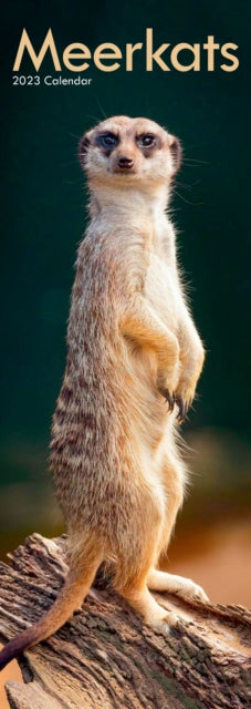 Meerkats 2023 Slim Calendar-9781839419034