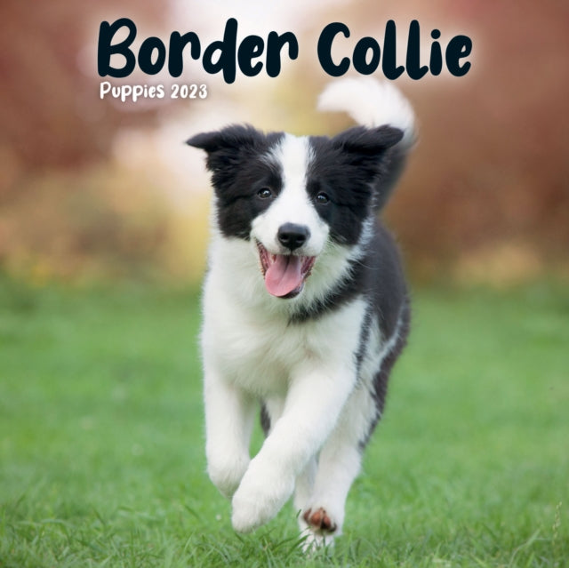 Border Collie Puppies Mini Square Wall Calendar 2023-9781839419119