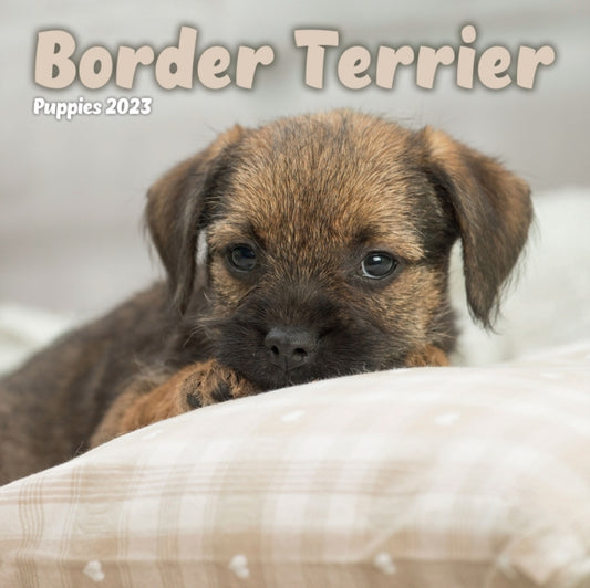 Border Terrier Puppies Mini Square Wall Calendar 2023-9781839419126