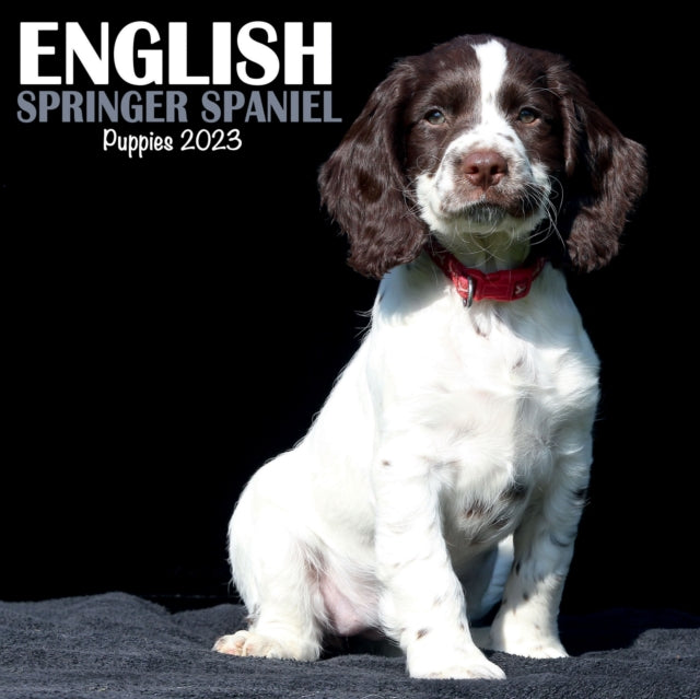 English Springer Spaniel Puppies Mini Square Wall Calendar 2023-9781839419157