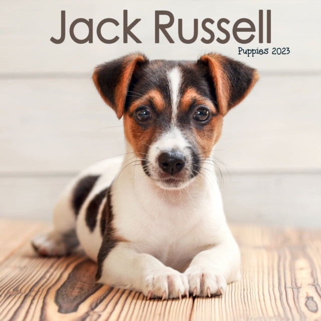 Jack Russell Puppies Mini Square Wall Calendar 2023-9781839419171