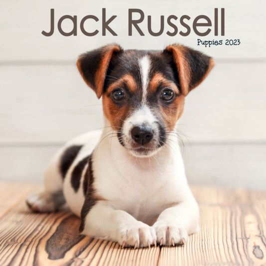 Jack Russell Puppies Mini Square Wall Calendar 2023-9781839419171