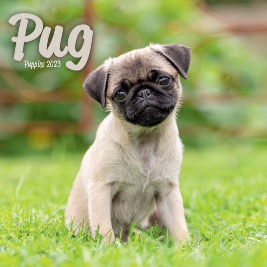 Pug Puppies Mini Square Wall Calendar 2023-9781839419188