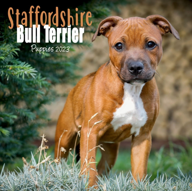 Staffordshire Bull Terrier Puppies Mini Square Wall Calendar 2023-9781839419195