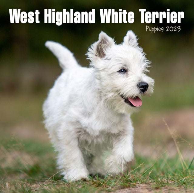 West Highland White Terrier Puppies Mini Square Wall Calendar 2023-9781839419201