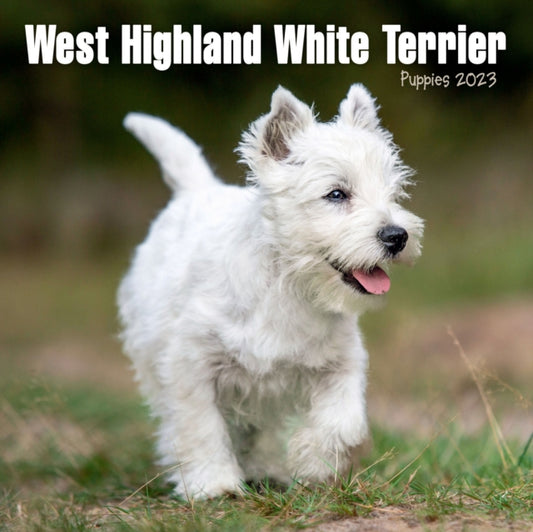 West Highland White Terrier Puppies Mini Square Wall Calendar 2023-9781839419201
