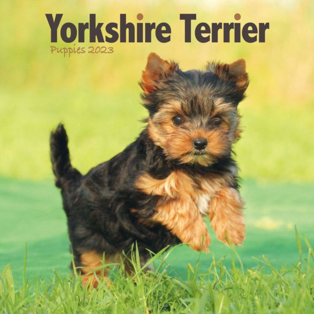 Yorkshire Terrier Puppies Mini Square Wall Calendar 2023-9781839419218