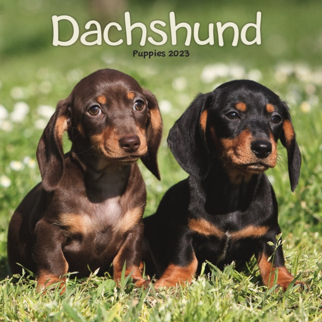 Dachshund Puppies Mini Square Wall Calendar 2023-9781839419225