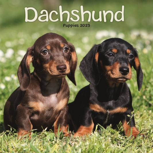 Dachshund Puppies Mini Square Wall Calendar 2023-9781839419225