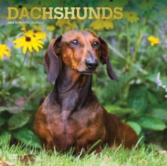 DACHSHUNDS 2024 SQUARE FOIL-9781975462550